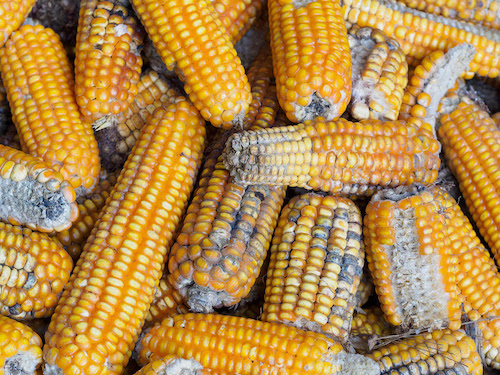 Micotoxinas: especialista da Kemin destaca riscos e soluções para segurança do alimento