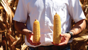 Quem são os novos irrigantes do Brasil e como o agricultor pode fazer parte dessa transformação?