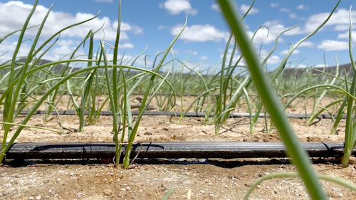 Quem são os novos irrigantes do Brasil e como o agricultor pode fazer parte dessa transformação?