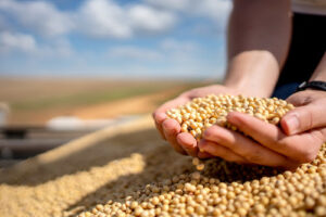 Manejo nutricional na reta final da safra garante peso e qualidade dos grãos, apontam especialistas