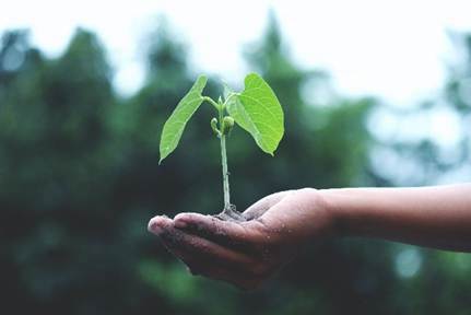 Tratamento de sementes auxilia na produtividade superior e reduz custos para o produtor agrícola, apontam estudos
