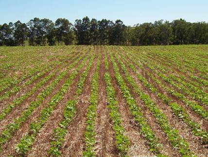 Tratamento de sementes auxilia na produtividade superior e reduz custos para o produtor agrícola, apontam estudos