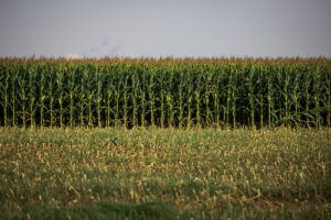 Safra 2024/2025: Rondônia colhe resultados acima do esperado, diz Conab