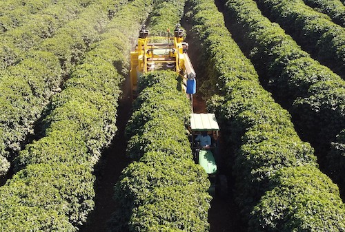 Oxbo lança colhedora de café tracionada para ampliar mecanização entre pequenos e médios produtores