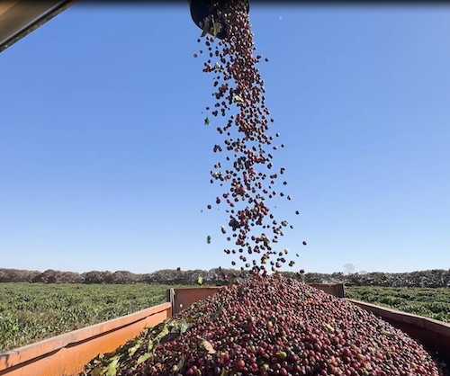 Oxbo lança colhedora de café tracionada para ampliar mecanização entre pequenos e médios produtores
