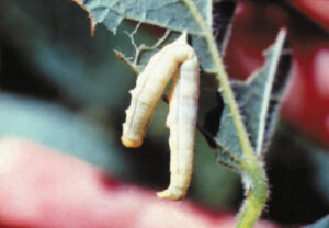 Promip de consolida como principal produtora de baculovírus no Brasil e mira na internacionalização do produto