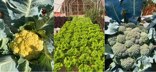 "Vem pro Campo!" leva conhecimento e soluções em horticultura para produtores da região de Pará de Minas (MG) 