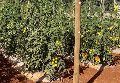 "Vem pro Campo!" leva conhecimento e soluções em horticultura para produtores da região de Pará de Minas (MG) 