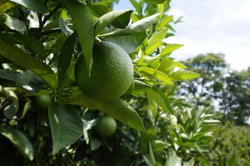  A Força do Limão Paulista: exportação da fruta cresce 21%