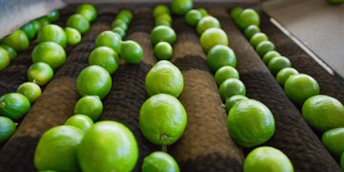  A Força do Limão Paulista: exportação da fruta cresce 21%