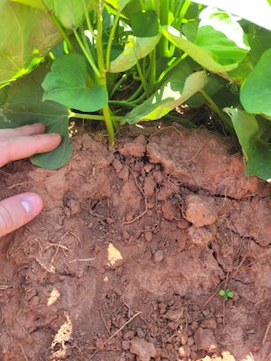 Dependência da adubação fosfatada na agricultura coloca o setor em estado de atenção