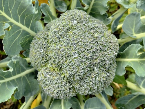 Cultivo estratégico de brócolis impulsiona produtividade e reduz perdas no campo
