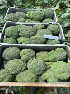 Cultivo estratégico de brócolis impulsiona produtividade e reduz perdas no campo