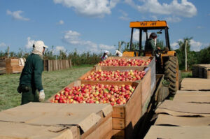 Setor da maçã ganha premiação inédita: ABPM celebra inovação e liderança na pomicultura