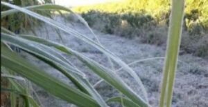 Julho é marcado por queda do desempenho da cana no Centro-Sul, diz CTC