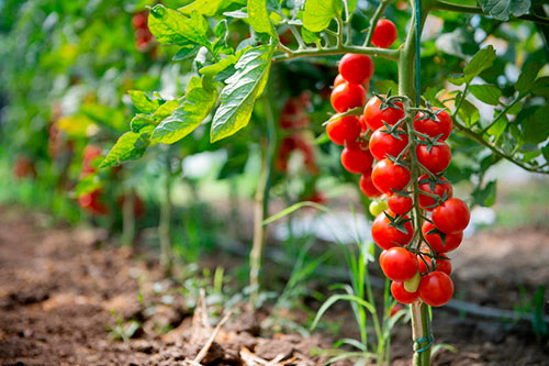 FMC apresenta Onsuva®: revolução no controle de doenças fúngicas para hortifrúti no Brasil