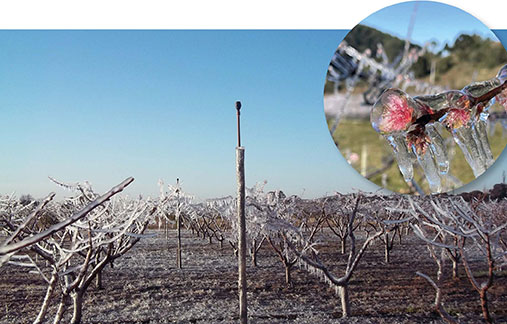 Tecnologia de irrigação anti-geada: proteção nos cultivos durante o inverno