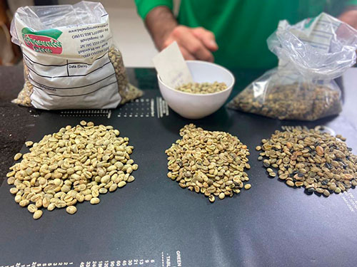 Do solo à xícara: parceria inédita entre ciência e tradição garante selo de origem ao café de Mandaguari
