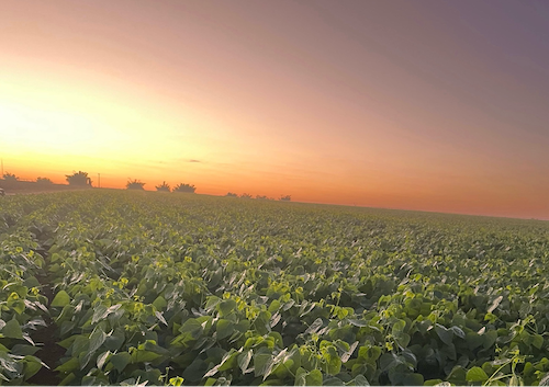  Brasil se destaca com produção de terceira safra, posição única no cenário agrícola mundial