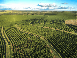 Mosaic impulsiona qualidade e produtividade nas lavouras de café