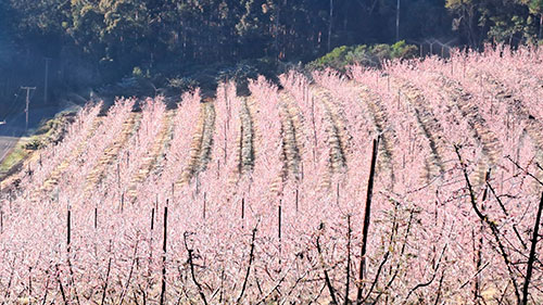 Tecnologia de irrigação anti-geada: proteção nos cultivos durante o inverno