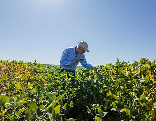Inoculantes de alta performance elevam eficiência das lavouras e antecipam nova era para a agricultura brasileira