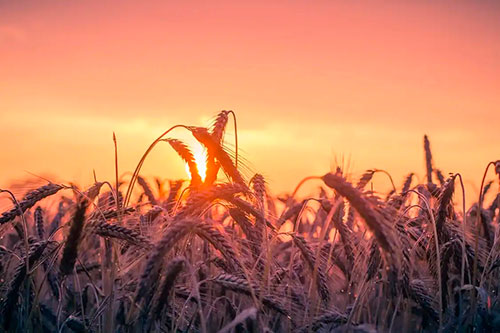 Empresa destaca que nova cultivar de trigo traz vantagens para produtores e para o consumidor final
