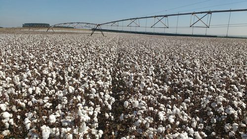  Programa Irriga+ amplia acesso a crédito com juros subsidiados para produtores rurais