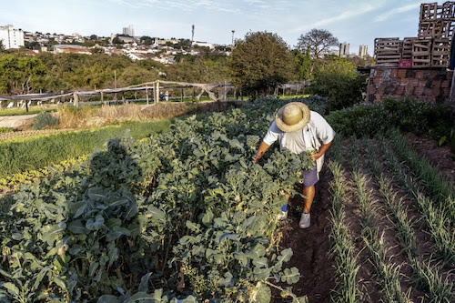 Semil e USP lideram estudo premiado que mostra como polinização pode gerar R$ 4,2 bilhões ao agro paulista