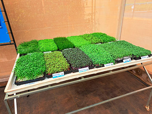 Microverdes ganham espaço nas hortas caseiras e nos pratos saudáveis