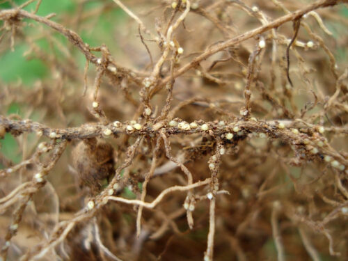 Nematoide do cisto pode causar até R$ 16 bilhões em perdas na soja e exige manejo integrado