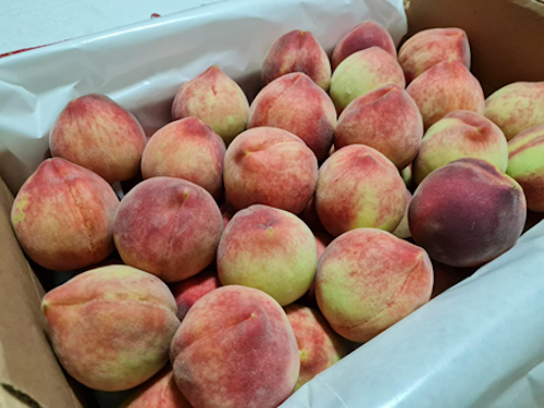  Adubos orgânicos compostos aumentam a produtividade e impulsionam a sustentabilidade no cultivo de frutas de caroço