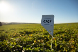 Construção da Produtividade: técnica de manejo integrado pode elevar produtividade da soja em mais de 7 sacas por hectare, demonstra estudo recente