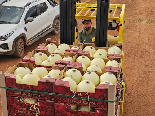 Com apoio do Governo de Goiás, melão produzido no estado ganha o mercado internacional
