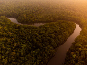 Rumo à COP30, Agropalma reafirma décadas de compromisso com a conservação da floresta amazônica No Dia da Amazônia, empresa apresenta os resultados dos seus longevos programas de proteção das florestas e de monitoramento da biodiversidade, se posicionando na vanguarda dos debates ambientais
