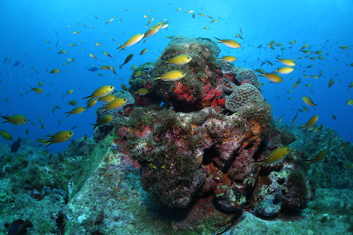 Microrganismos da biodiversidade marinha de Fernando de Noronha abrem caminho para o desenvolvimento de bioinsumos que fortalecem a agricultura sustentável 