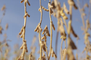 Pré-plantio da soja: entenda as práticas que podem definir o sucesso da próxima safra