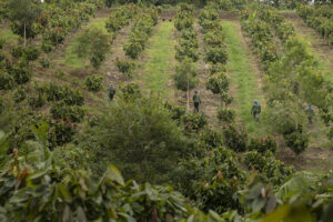 Institucional Belterra Agroflorestas