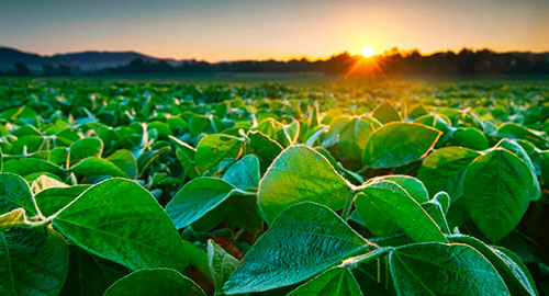 Bunge e Bangkok Produce Merchandising expandem parceria para suprimento de soja livre de desmatamento rastreada com tecnologia blockchain