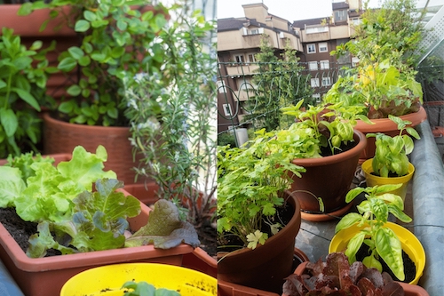 Cultivo indoor: como transformar sua varanda em uma mini horta cheia de vida