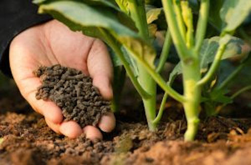 Orgânico, químico ou biológico: qual é o adubo ideal para o seu plantio?