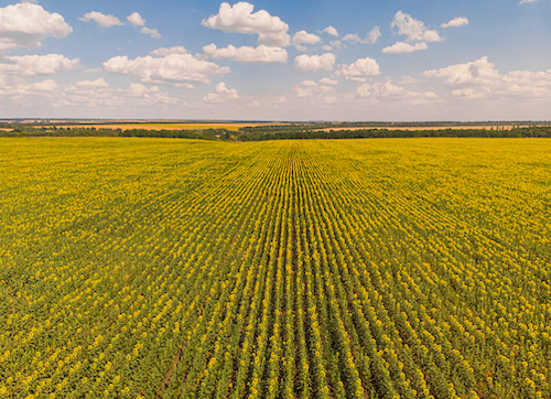 Com soja de baixa emissão, Brasil pode liderar agricultura regenerativa e acessar novos mercados