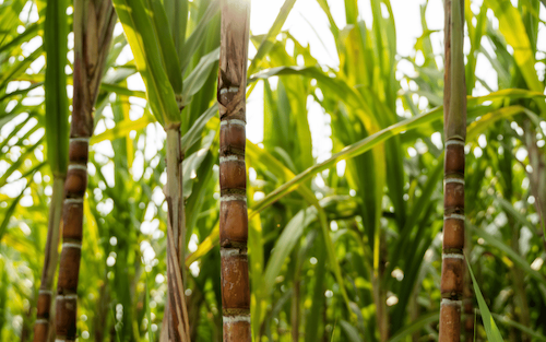 CTC lança o movimento Esfera e anuncia descoberta do agente causal da murcha da cana Evento em Piracicaba reuniu especialistas, produtores e pesquisadores para debater desafios agronômicos da cana e apresentou avanços inéditos em produtividade e fitossanidade