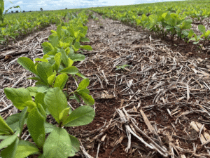 Solo saudável é o primeiro passo para colheitas mais produtivas e sustentáveis