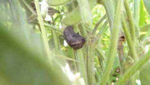 Lançamento revoluciona o controle de lesmas e caracóis nas lavouras