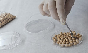 Experimento com plantas da Embrapa em voo suborbital será apresentado em principal congresso mundial sobre o tema