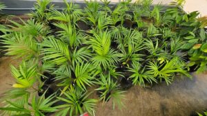 Projeto pioneiro da Embrapii otimiza produção consorciada de espécies amazônicas em agroflorestas