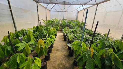 Projeto pioneiro da Embrapii otimiza produção consorciada de espécies amazônicas em agroflorestas