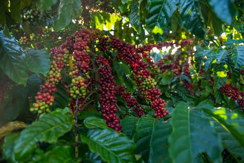  EuroChem reforça liderança em café com presença marcante em Concurso de Qualidade no ES