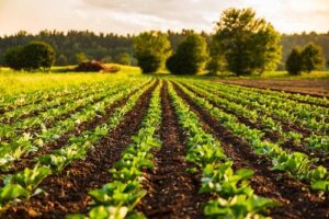 R$ 36 milhões: Governo de SP amplia linhas de crédito para fortalecer produtores rurais paulistas
